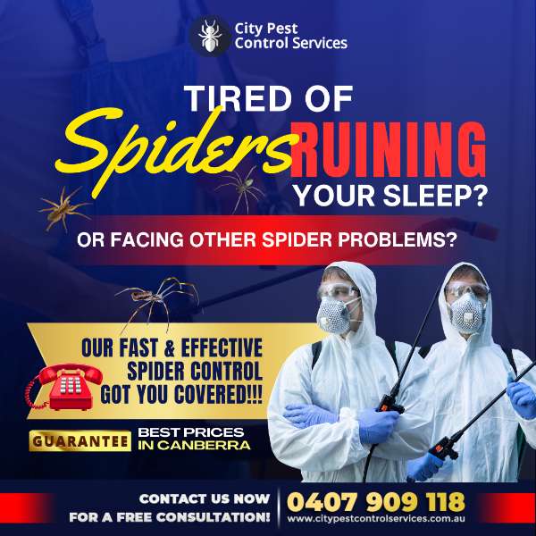 Spider Control With The Best Prices in Canberra