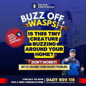 Wasp Removal in Canberra | City Pest Control Services