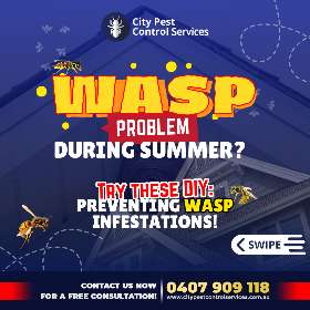 Tips for Preventing Wasp Infestations -  Wasp Removal in Canberra | City Pest Control Services - 1