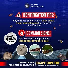 A Guide to Identifiying Common Household Pests | City Pest Control Services - 2