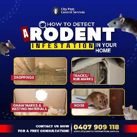 Signs You Might Have a Rodent Problem | City Pest Control Services