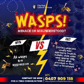 Wasps: Menace or Misunderstood? | City Pest Control Service