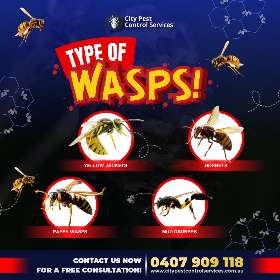 Type of Wasps | City Pest Control Services