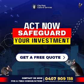 Protect your property from termites | City Pest Control Services 
