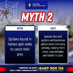 Myth 2 |City Pest Control Services