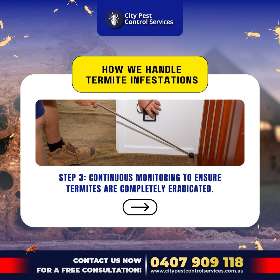 Handle Termite Infestations 2