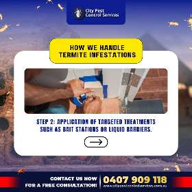 Handle Termite Infestations 3