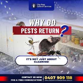 Why Do Pests Return? | City Pest Control Services