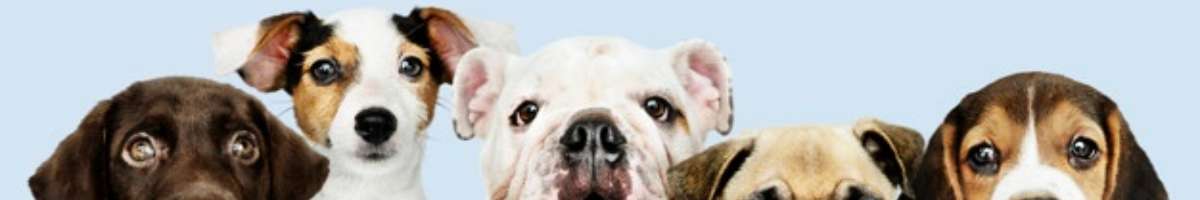 mansbestie.com.au Banner