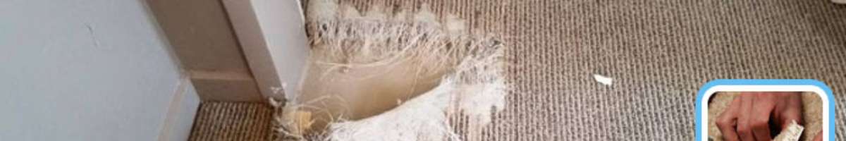 Oops Carpet Repair Brisbane Banner