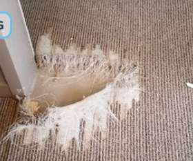 Oops Carpet Repair Brisbane