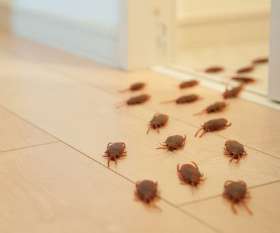 SES Pest Control Melbourne