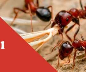 Be Pest free - Pest Control Melbourne