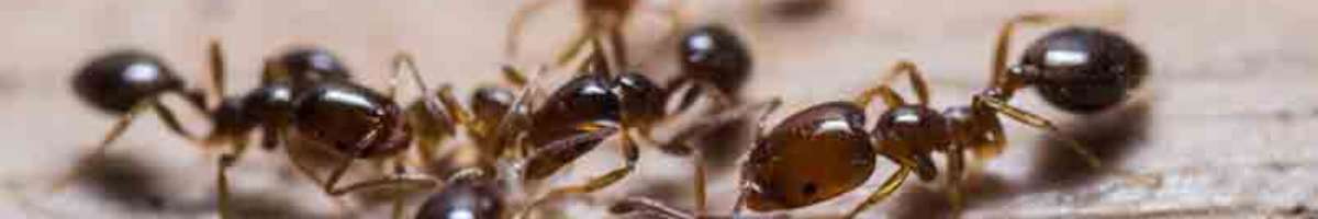 Impressive - Pest Control Brisbane Banner