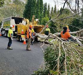 Tall Timbers Tree Services
