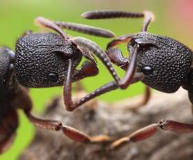 Marks Pest Control Brisbane