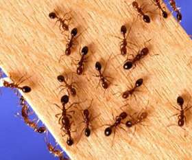 Marks Pest Control Brisbane