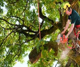 JC Tree Services