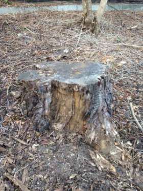 JC Tree Services