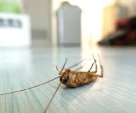 SES Rat Removal Cranbourne