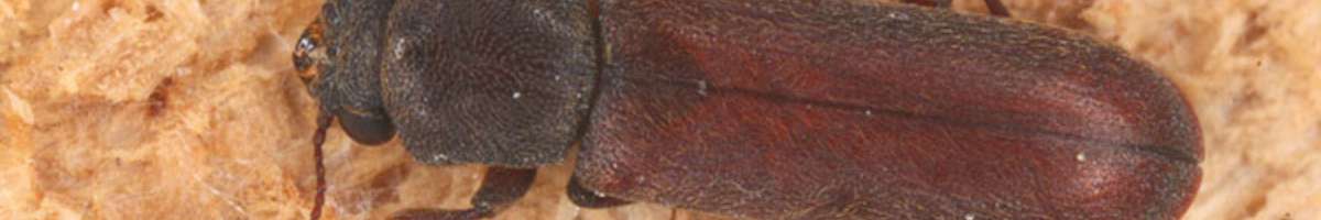 Marks Carpet Cleaning - Pest Control Melbourne Banner