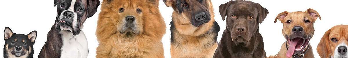 Paws2Clip Dog Grooming Banner