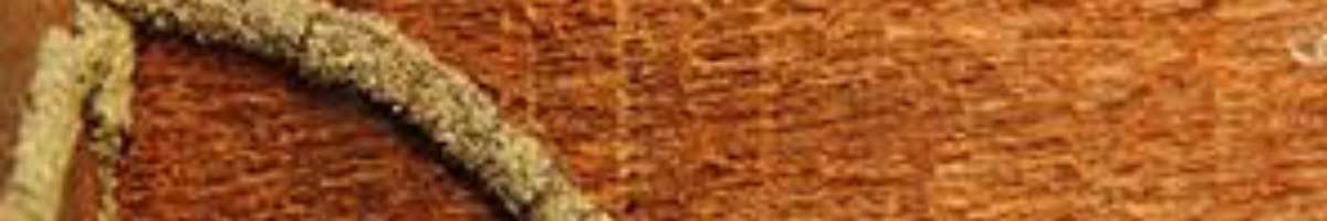 Termite Treatment Melbourne Banner