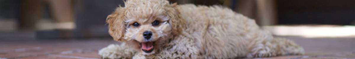 Cavoodle Love Banner