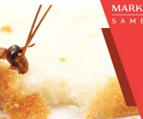 Best Pest Control Hobart