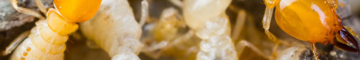 Termite Control Melbourne Banner
