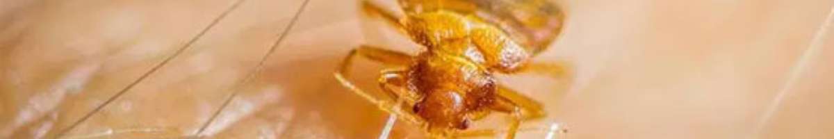 Local Pest Control Canberra Banner