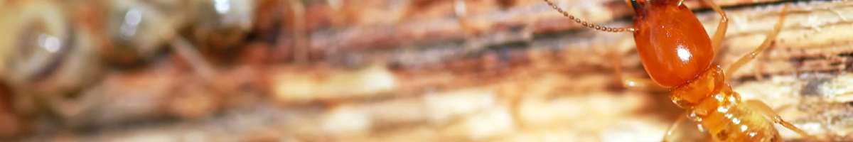 Protech Pest Control Banner