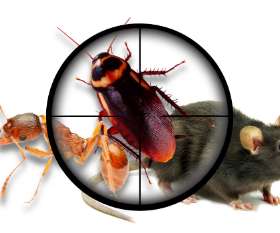 Impressive Pest Control Brisbane