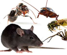 Impressive Pest Control Brisbane