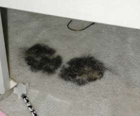 Carpet Cleaning Logan