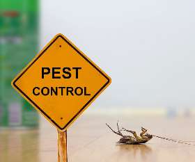 Pest Control Brisbane