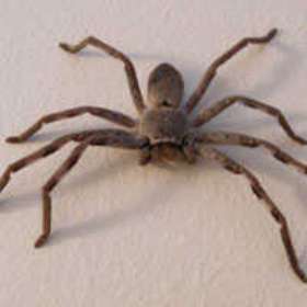 Pest Control Gladstone