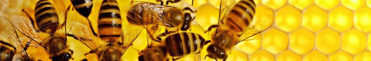 Pest Control Traralgon South Banner