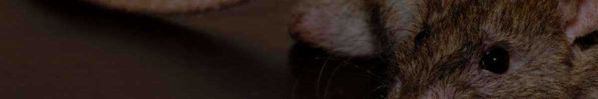 Pest Control Liverpool Banner