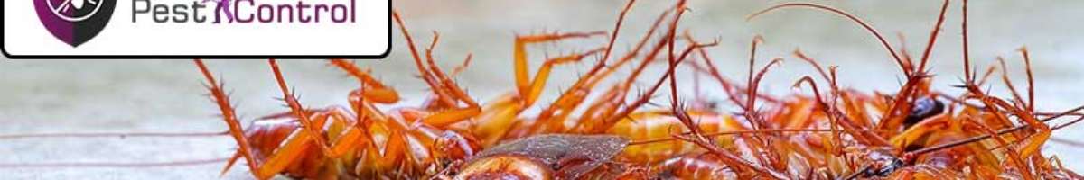 Pest Control Murray Bridge Banner