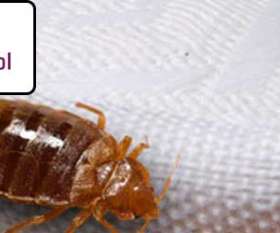 Pest Control Murray Bridge