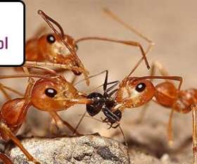 Pest Control Murray Bridge