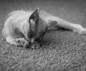 Professional Carpet Cleaning Cranbourne