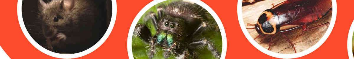 Pest Control Lithgow Banner
