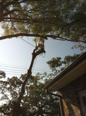 Simon Tree Lopping