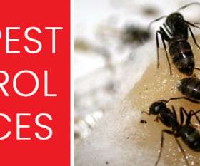 Pest Control Ballarat