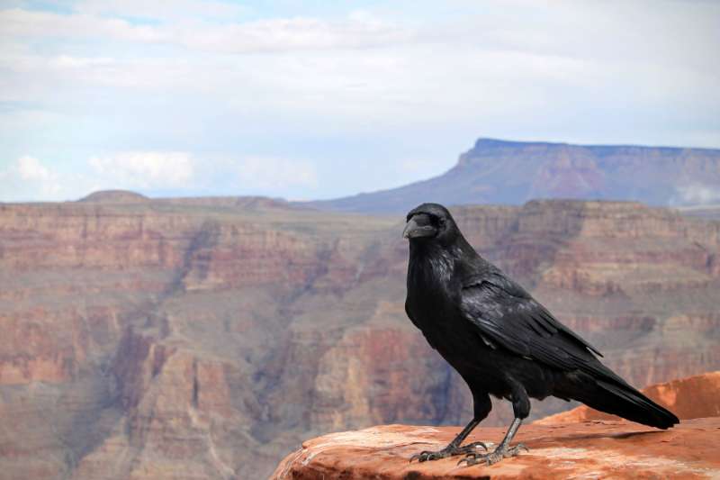 Animals You Can Find At The Grand Canyon