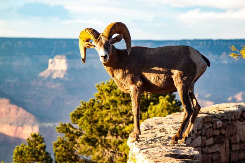 Grand Canyon Wild Life Experience - Bighorn Sheep