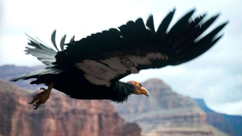 Wildlife at The Grand Canyon Wildlife at The Grand Canyon