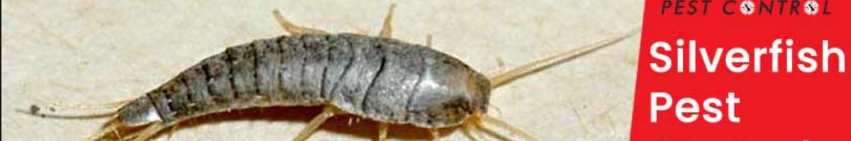 Pest Control Berwick Banner